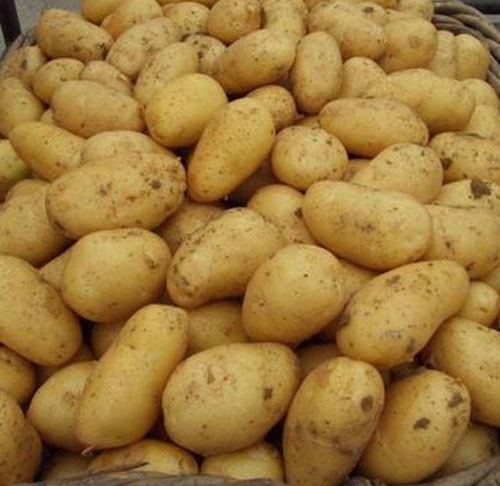 LR Potato (Hs code – 07019000)