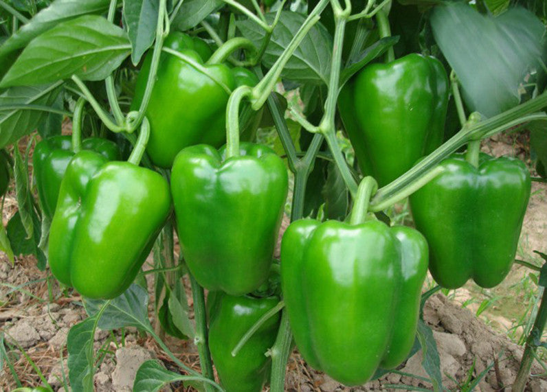 CAPSICUM (Hs code – 07019000)